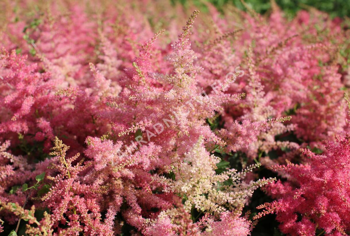 Čechrava japonská 'Younique Cerise' - Astilbe japonica 'Younique Cerise'