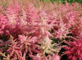 Čechrava japonská 'Younique Cerise' - Astilbe japonica 'Younique Cerise'