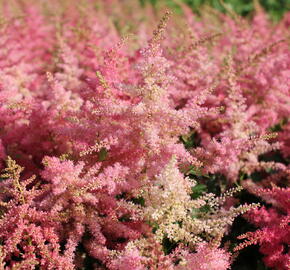 Čechrava 'Younique Cerise' - Astilbe 'Younique Cerise'
