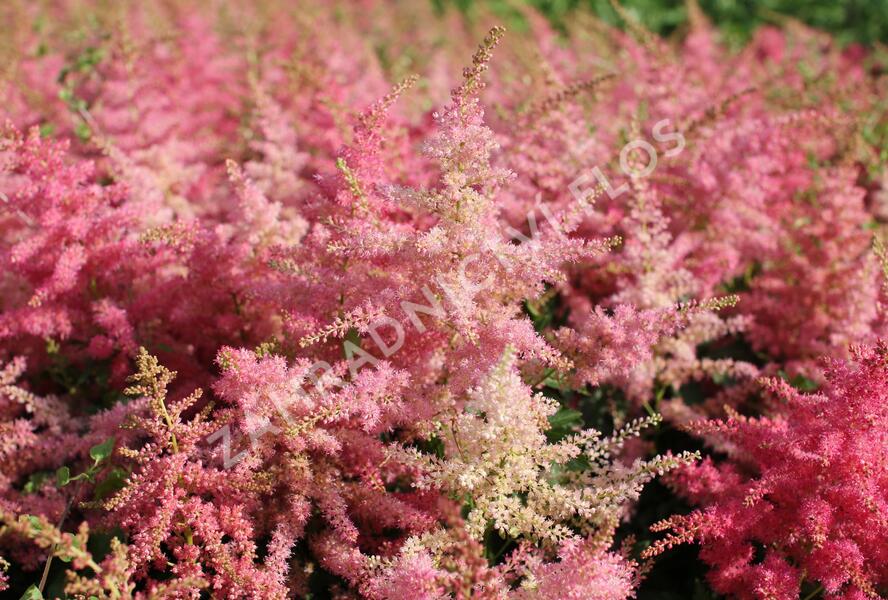Čechrava japonská 'Younique Cerise' - Astilbe japonica 'Younique Cerise'