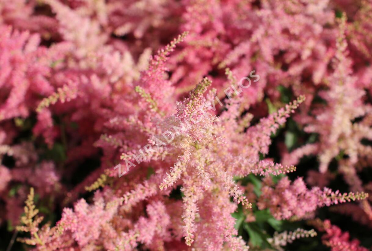 Čechrava japonská 'Younique Cerise' - Astilbe japonica 'Younique Cerise'