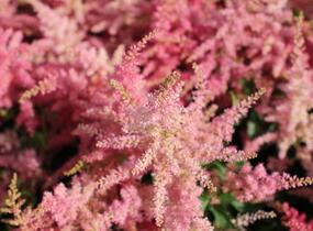 Čechrava japonská 'Younique Cerise' - Astilbe japonica 'Younique Cerise'