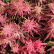 Čechrava 'Younique Cerise' - Astilbe 'Younique Cerise'