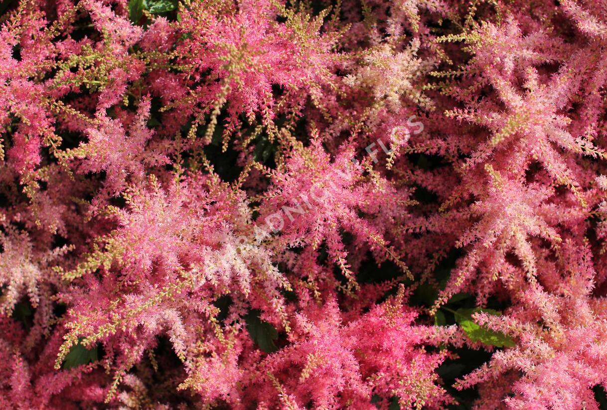 Čechrava japonská 'Younique Cerise' - Astilbe japonica 'Younique Cerise'