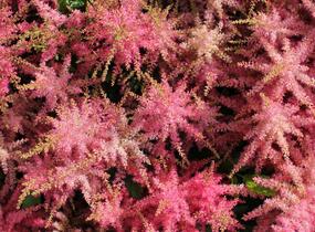 Čechrava japonská 'Younique Cerise' - Astilbe japonica 'Younique Cerise'