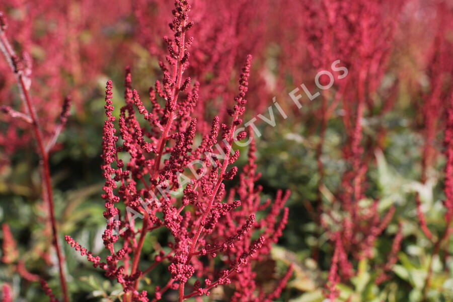 Čechrava Arendsova 'Paul Gaarder' - Astilbe arendsii 'Paul Gaarder'