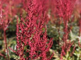 Čechrava Arendsova 'Paul Gaarder' - Astilbe arendsii 'Paul Gaarder'