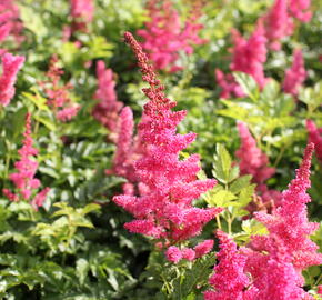 Čechrava 'Younique Carmine' - Astilbe 'Younique Carmine'