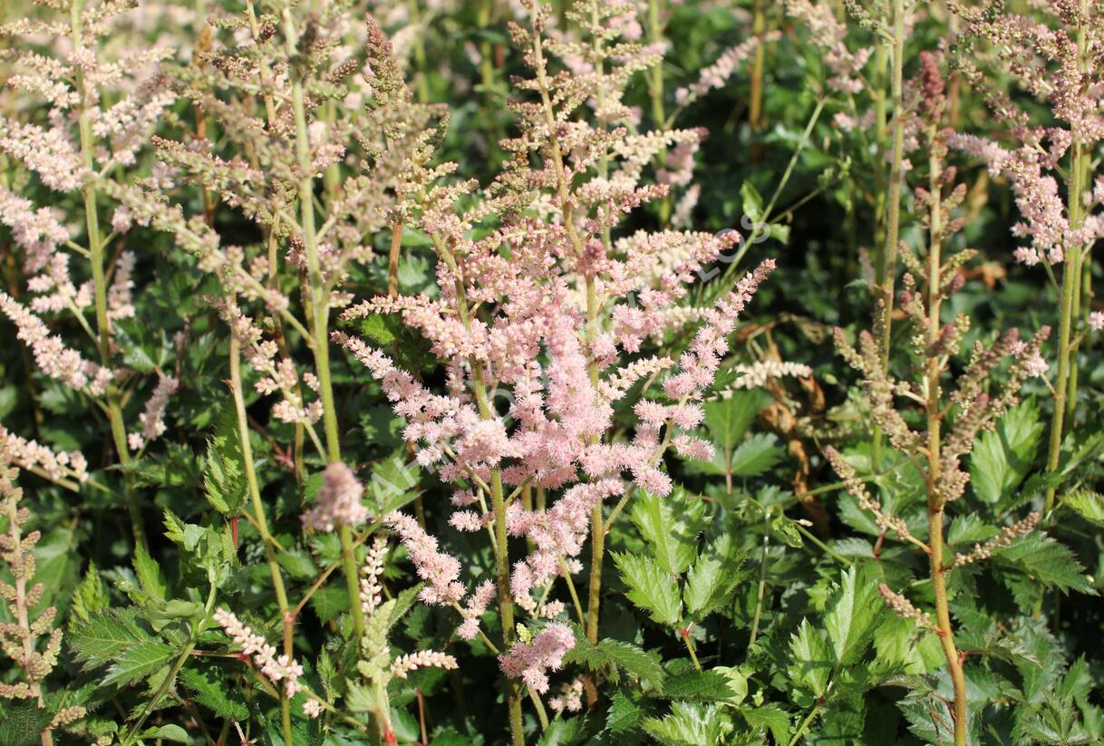 Čechrava čínská 'Satin Pearls' - Astilbe chinensis 'Satin Pearls'