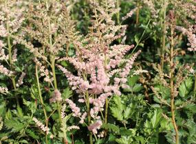 Čechrava čínská 'Satin Pearls' - Astilbe chinensis 'Satin Pearls'