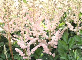 Čechrava čínská 'Satin Pearls' - Astilbe chinensis 'Satin Pearls'