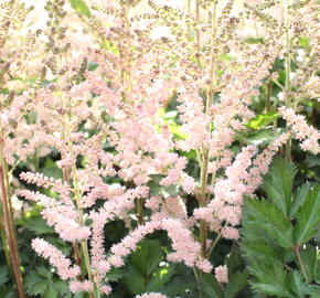 Čechrava čínská 'Satin Pearls' - Astilbe chinensis 'Satin Pearls'