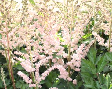 Čechrava čínská 'Satin Pearls'