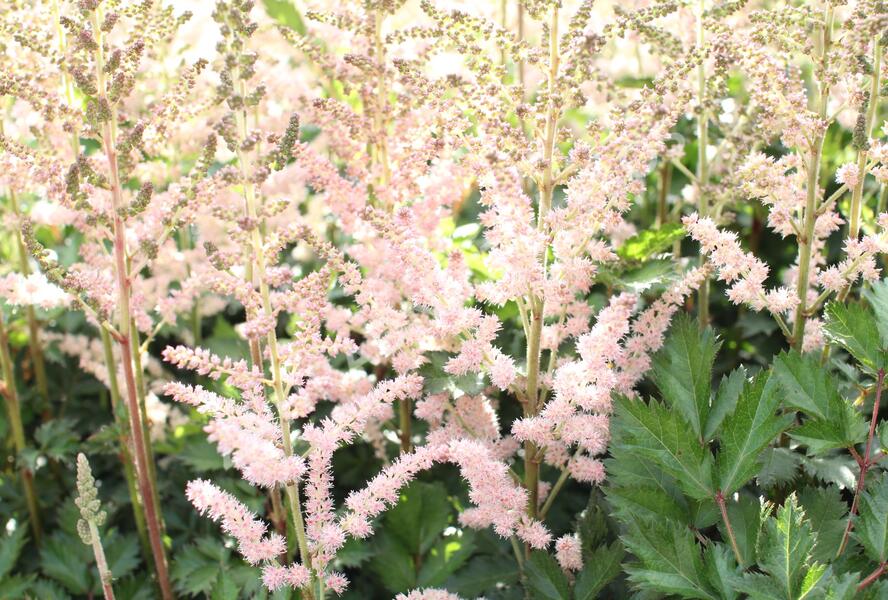 Čechrava čínská 'Satin Pearls' - Astilbe chinensis 'Satin Pearls'