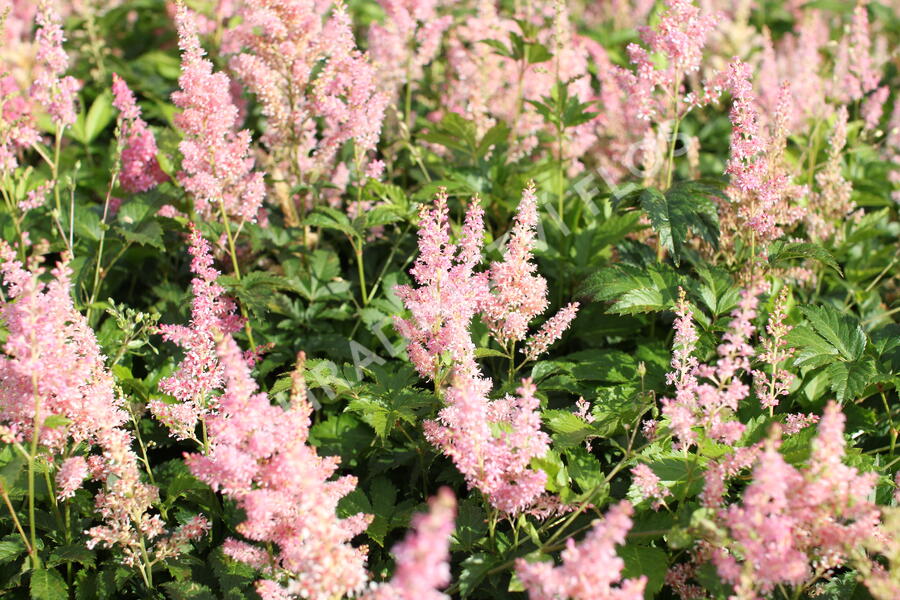 Čechrava Arendsova 'Diamant' - Astilbe arendsii 'Diamant'
