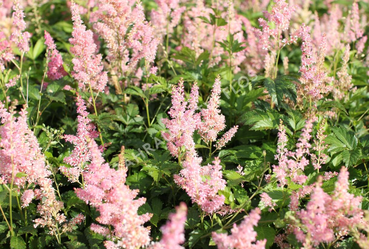 Čechrava Arendsova 'Diamant' - Astilbe arendsii 'Diamant'