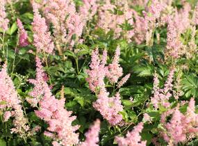Čechrava Arendsova 'Diamant' - Astilbe arendsii 'Diamant'