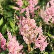 Čechrava Arendsova 'Diamant' - Astilbe arendsii 'Diamant'