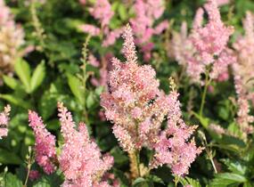 Čechrava Arendsova 'Diamant' - Astilbe arendsii 'Diamant'