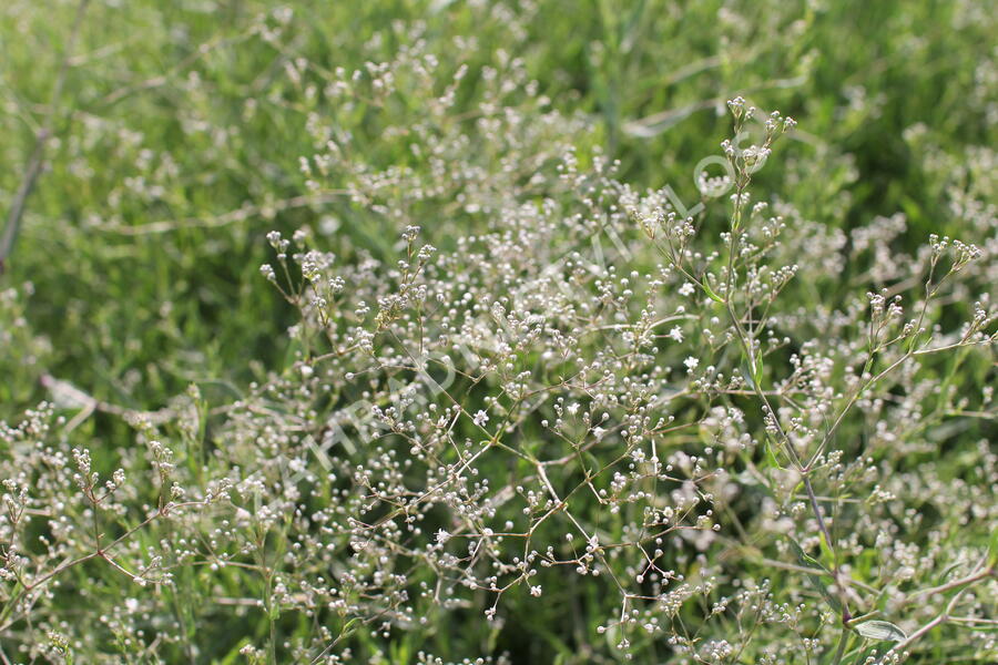 Šater latnatý - Gypsophila paniculata