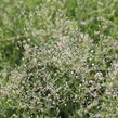 Šater latnatý - Gypsophila paniculata