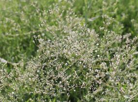 Šater latnatý - Gypsophila paniculata