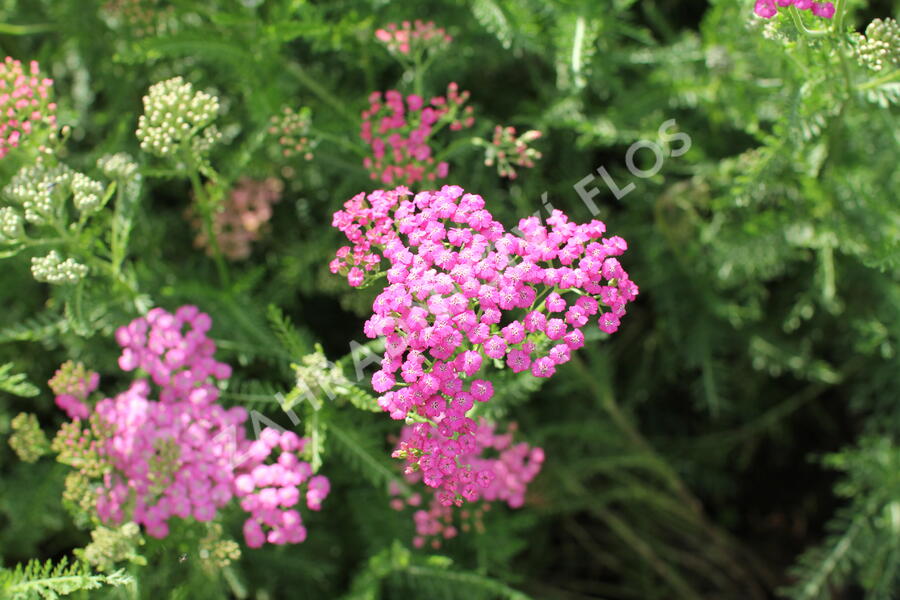 Řebříček obecný 'Little Sussie' - Achillea millefolium 'Little Sussie'