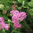 Řebříček obecný 'Little Sussie' - Achillea millefolium 'Little Sussie'