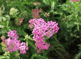 Řebříček obecný 'Little Sussie' - Achillea millefolium 'Little Sussie'
