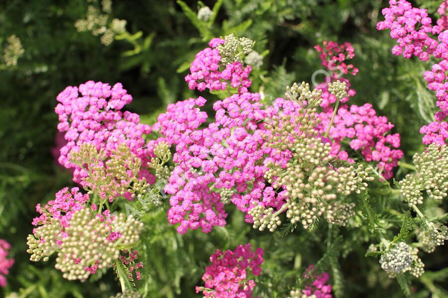 Řebříček obecný 'Little Sussie' - Achillea millefolium 'Little Sussie'