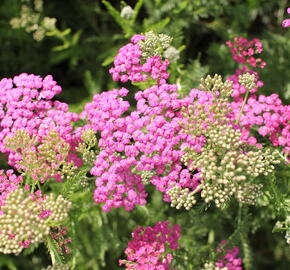Řebříček obecný 'Little Sussie' - Achillea millefolium 'Little Sussie'
