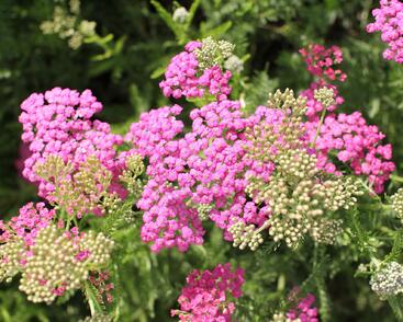 Řebříček obecný 'Little Sussie'