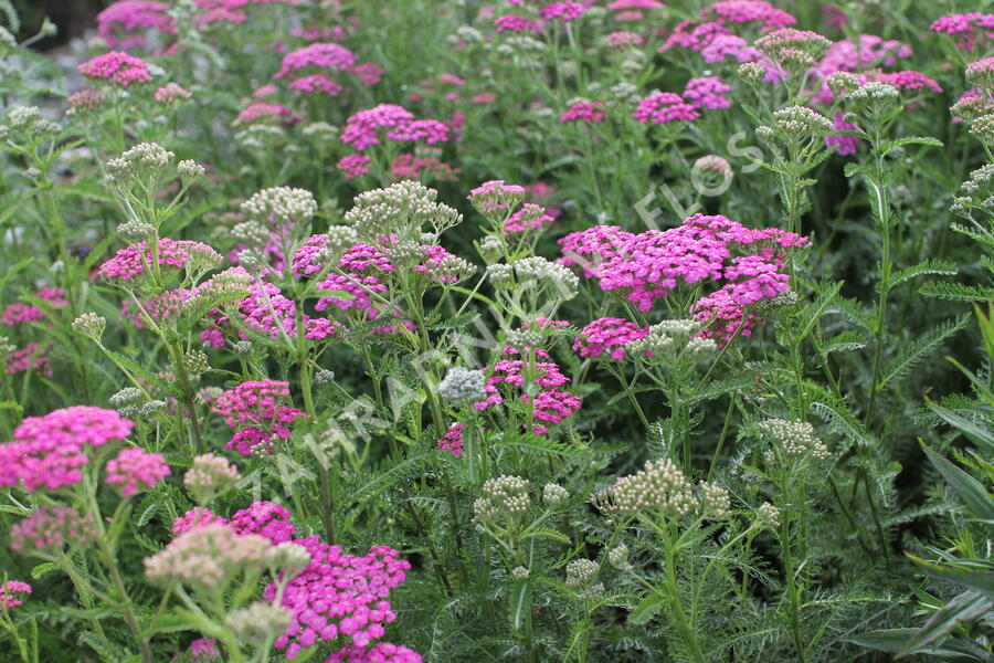 Řebříček obecný 'Little Sussie' - Achillea millefolium 'Little Sussie'