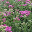 Řebříček obecný 'Little Sussie' - Achillea millefolium 'Little Sussie'