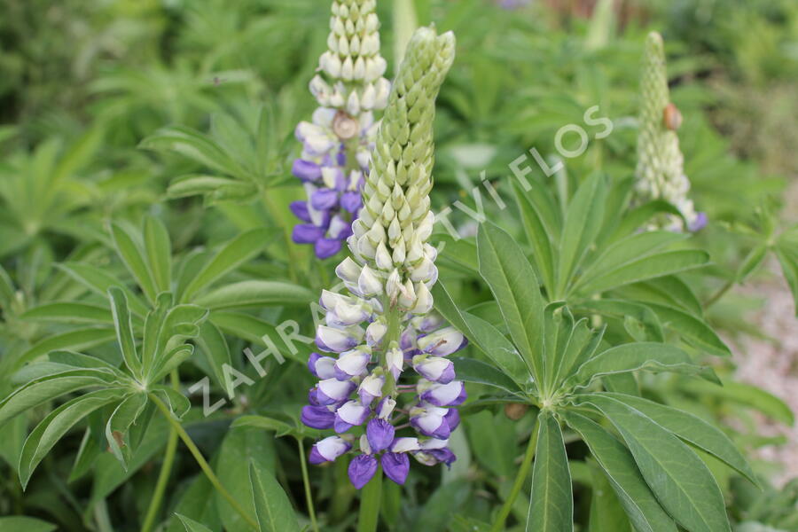Lupina mnoholistá 'Tower Purple - Lemon' - Lupinus polyphyllus 'Tower Purple - Lemon'
