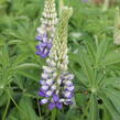 Lupina mnoholistá 'Tower Purple - Lemon' - Lupinus polyphyllus 'Tower Purple - Lemon'