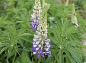 Lupina mnoholistá 'Tower Purple - Lemon' - Lupinus polyphyllus 'Tower Purple - Lemon'