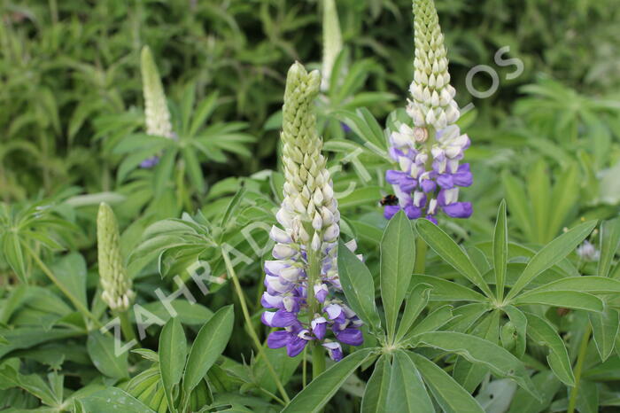 Lupina mnoholistá 'Tower Purple - Lemon' - Lupinus polyphyllus 'Tower Purple - Lemon'