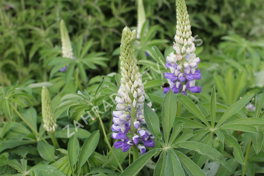 Lupina mnoholistá 'Tower Purple - Lemon' - Lupinus polyphyllus 'Tower Purple - Lemon'