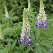 Lupina mnoholistá 'Tower Purple - Lemon' - Lupinus polyphyllus 'Tower Purple - Lemon'