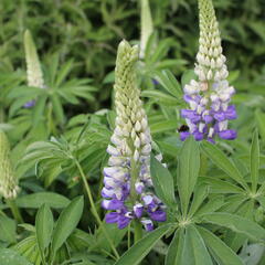 Lupina mnoholistá 'Tower Purple - Lemon' - Lupinus polyphyllus 'Tower Purple - Lemon'