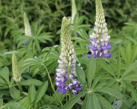 Lupina mnoholistá 'Tower Purple - Lemon'