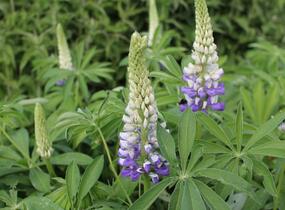 Lupina mnoholistá 'Tower Purple - Lemon' - Lupinus polyphyllus 'Tower Purple - Lemon'