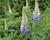 Lupina mnoholistá 'Tower Purple - Lemon'