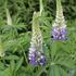 Lupinus polyphyllus 'Tower Purple - Lemon'.JPG