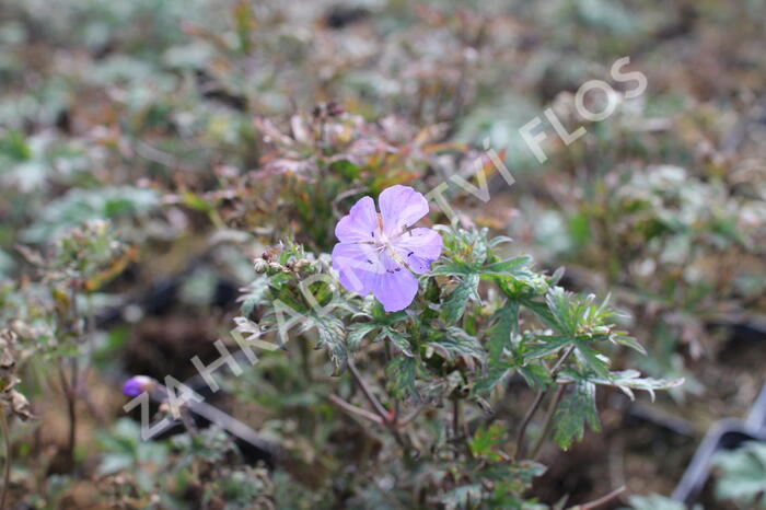 Kakost luční 'New Dimension' - Geranium pratense 'New Dimension'