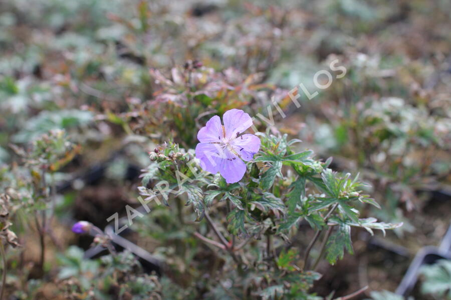 Kakost luční 'New Dimension' - Geranium pratense 'New Dimension'