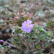 Kakost luční 'New Dimension' - Geranium pratense 'New Dimension'
