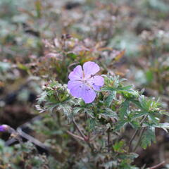 Kakost luční 'New Dimension' - Geranium pratense 'New Dimension'