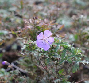 Kakost luční 'New Dimension' - Geranium pratense 'New Dimension'